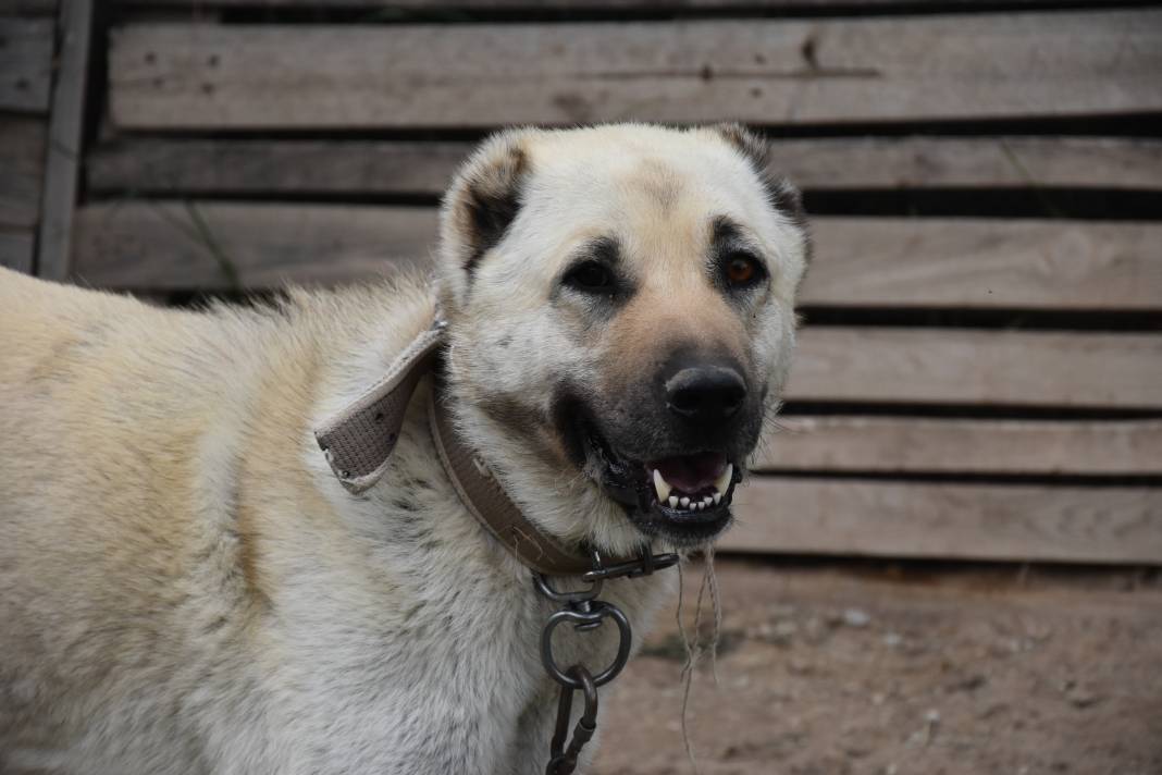 İklim krizi Kangal köpeklerini de etkiledi: Doğum oranı yüzde 50 düştü 4